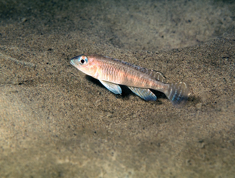 Lamprologus laparogramma 'Isanga Bay'